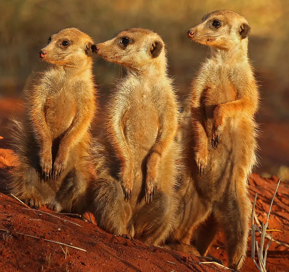Meerkats: The Tiny Sentinels Guarding the Desert (Revisited) episode artwork