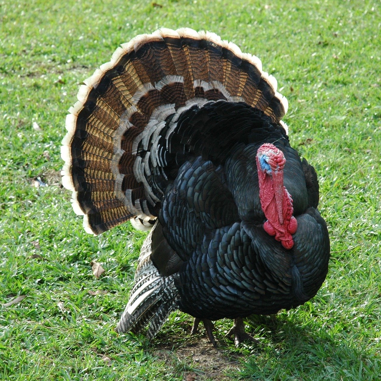 West Coast Office Hours: Where Do Turkeys Live episode artwork