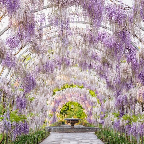 Wet winter gardening, woodland walks and pruning wisteria