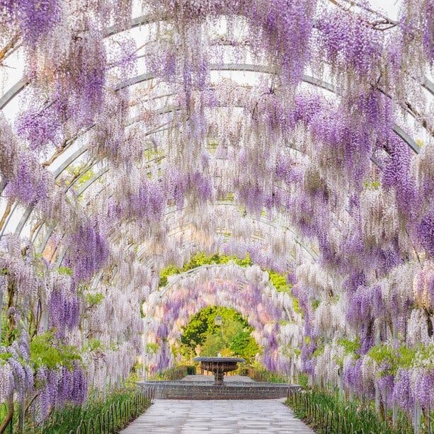 Wet winter gardening, woodland walks and pruning wisteria Wet winter gardening, woodland walks and pruning wisteria