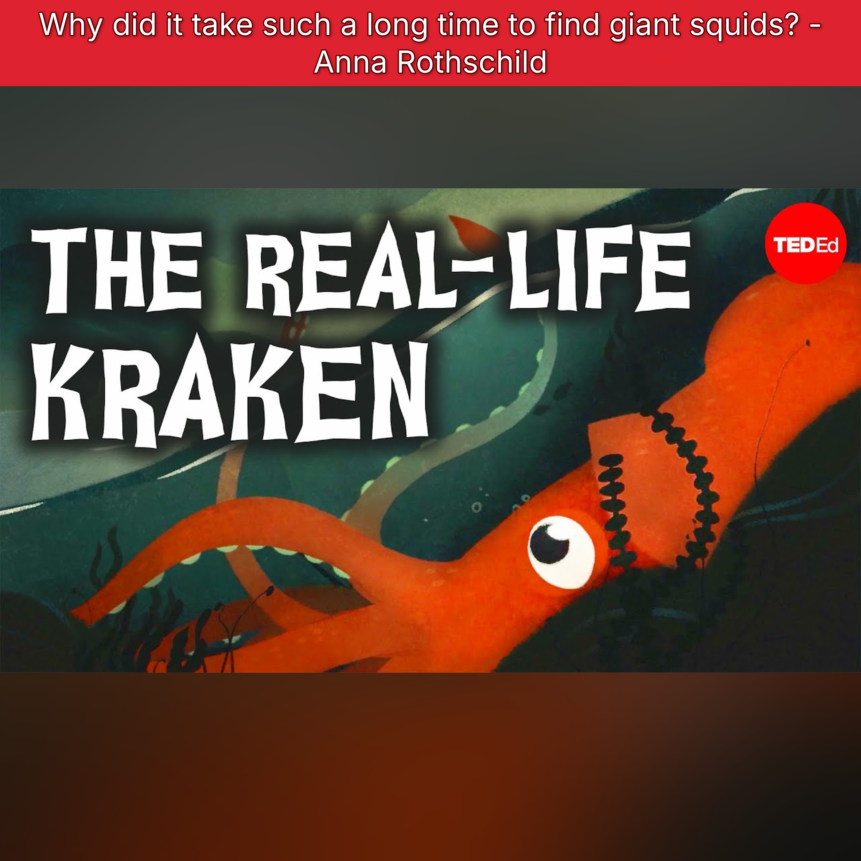 Why did it take such a long time to find giant squids? - Anna Rothschild episode artwork