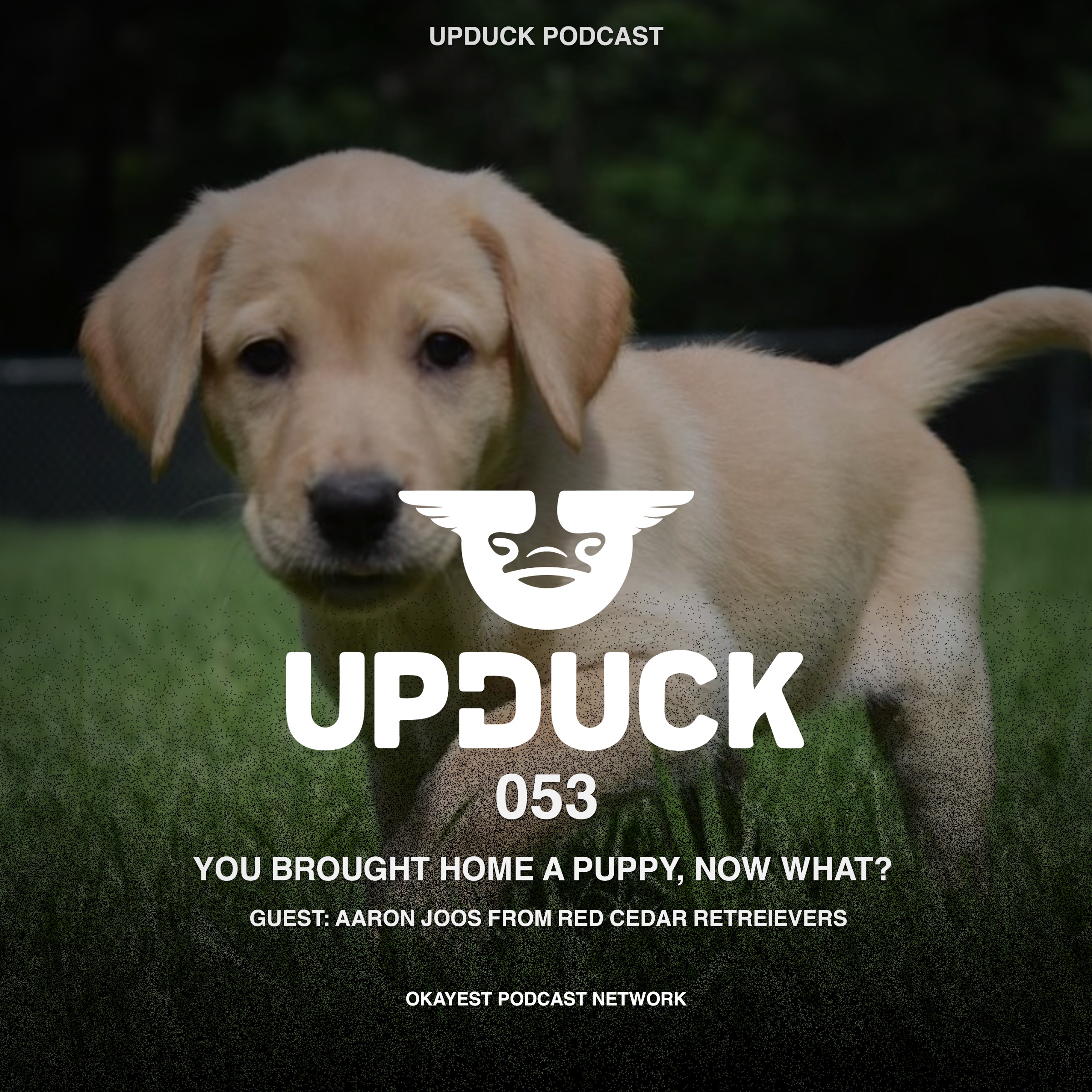 You brought home a puppy, now what? With Aaron Joos from Red Cedar Retrievers episode artwork