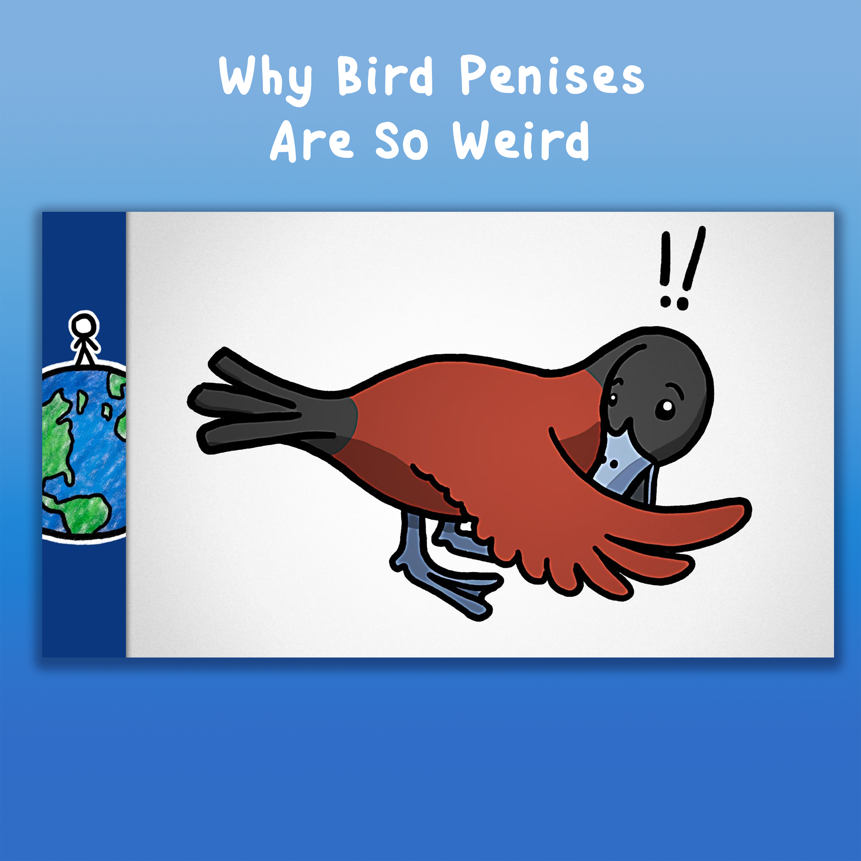 Why Bird Penises Are So Weird