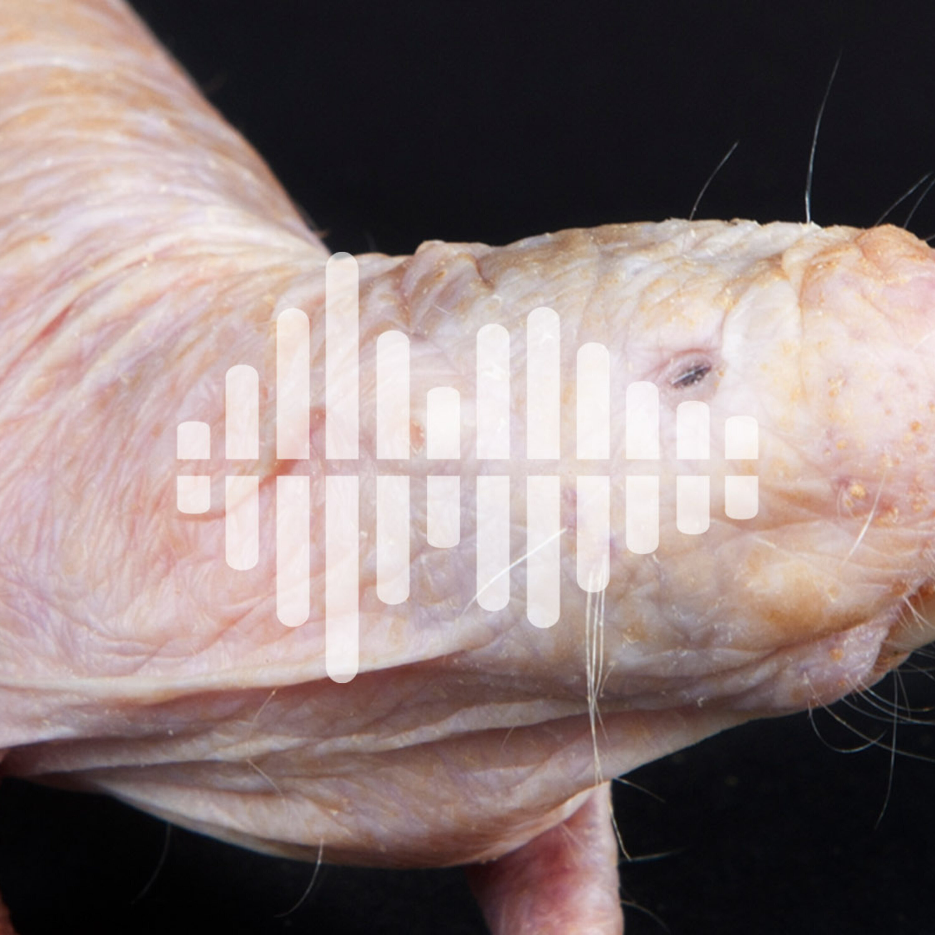 Calculating the social cost of carbon, and listening to mole-rat chirps