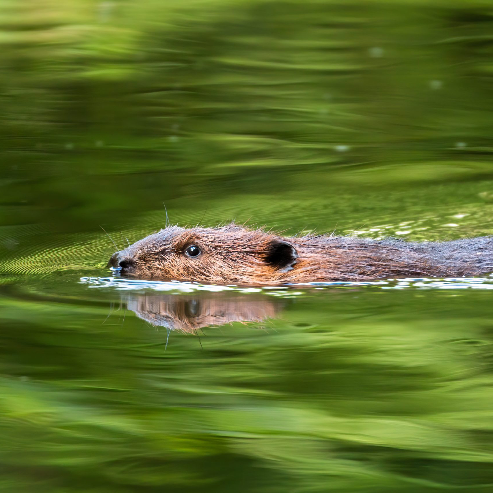 Beaver Believers: How to Restore Planet Water | Kate Lundquist & Brock Dolman