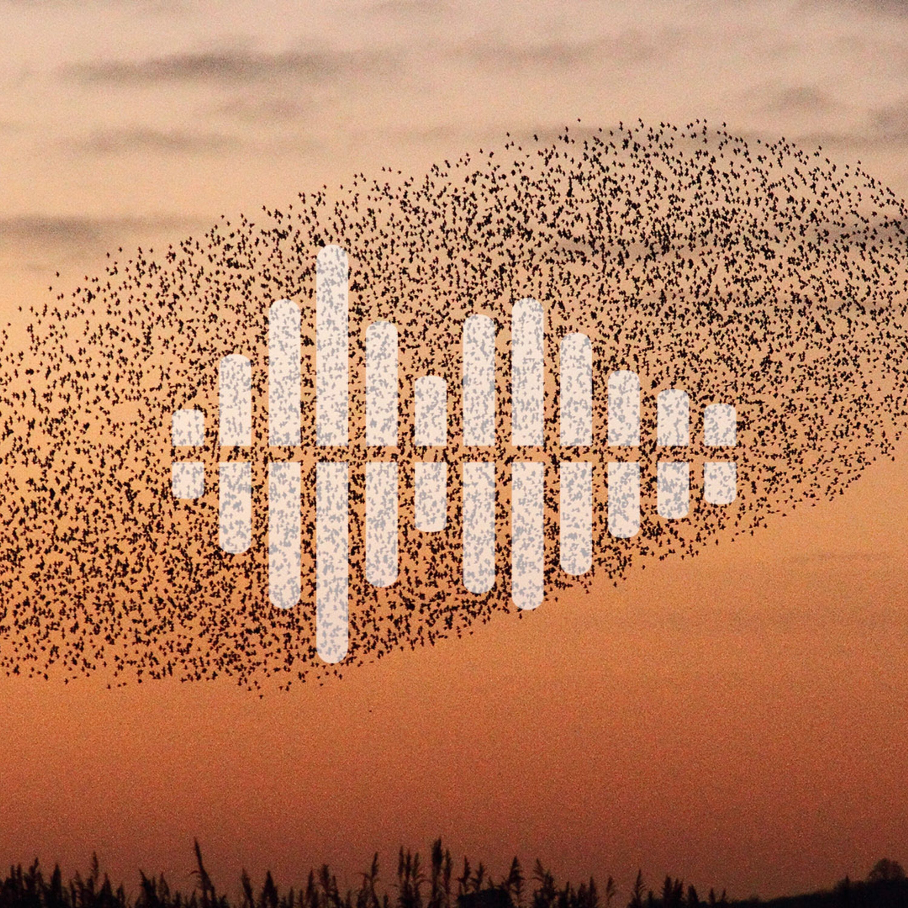 The uncertain future of North America’s ash trees, and organizing robot swarms