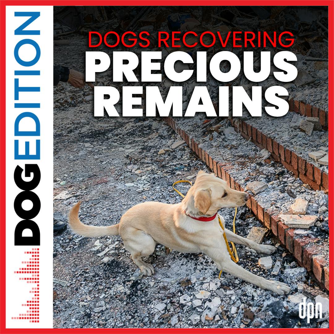 Dogs Recovering Precious Remains | Dog Edition #62