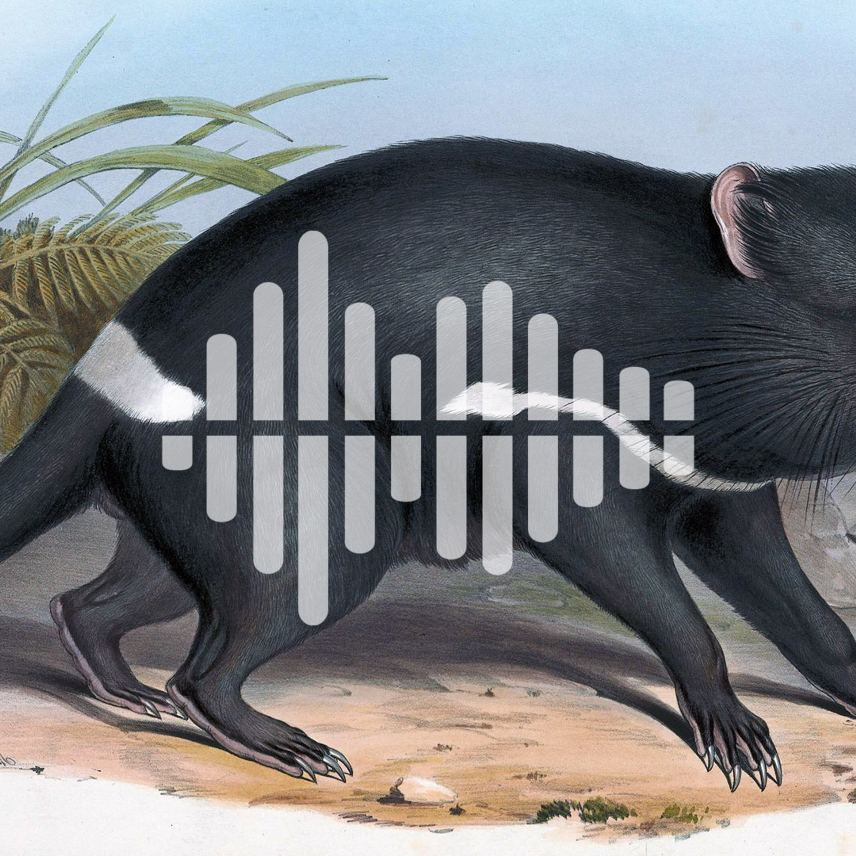 Making ecology studies replicable, and a turnaround for the Tasmanian devil