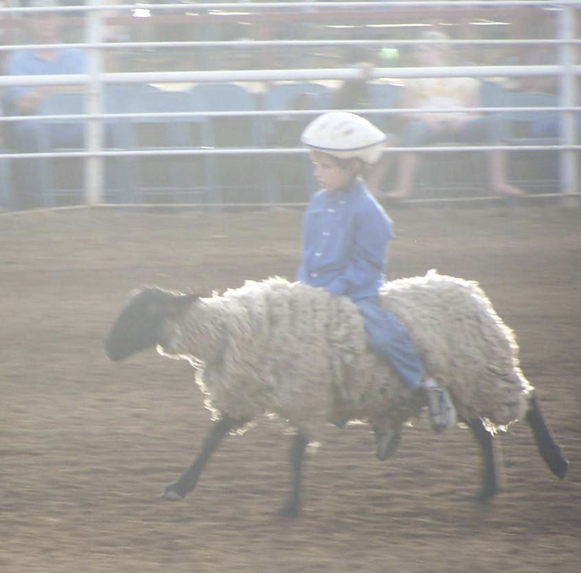 One Of Us Used To Competitively Ride Sheep As A Kid?