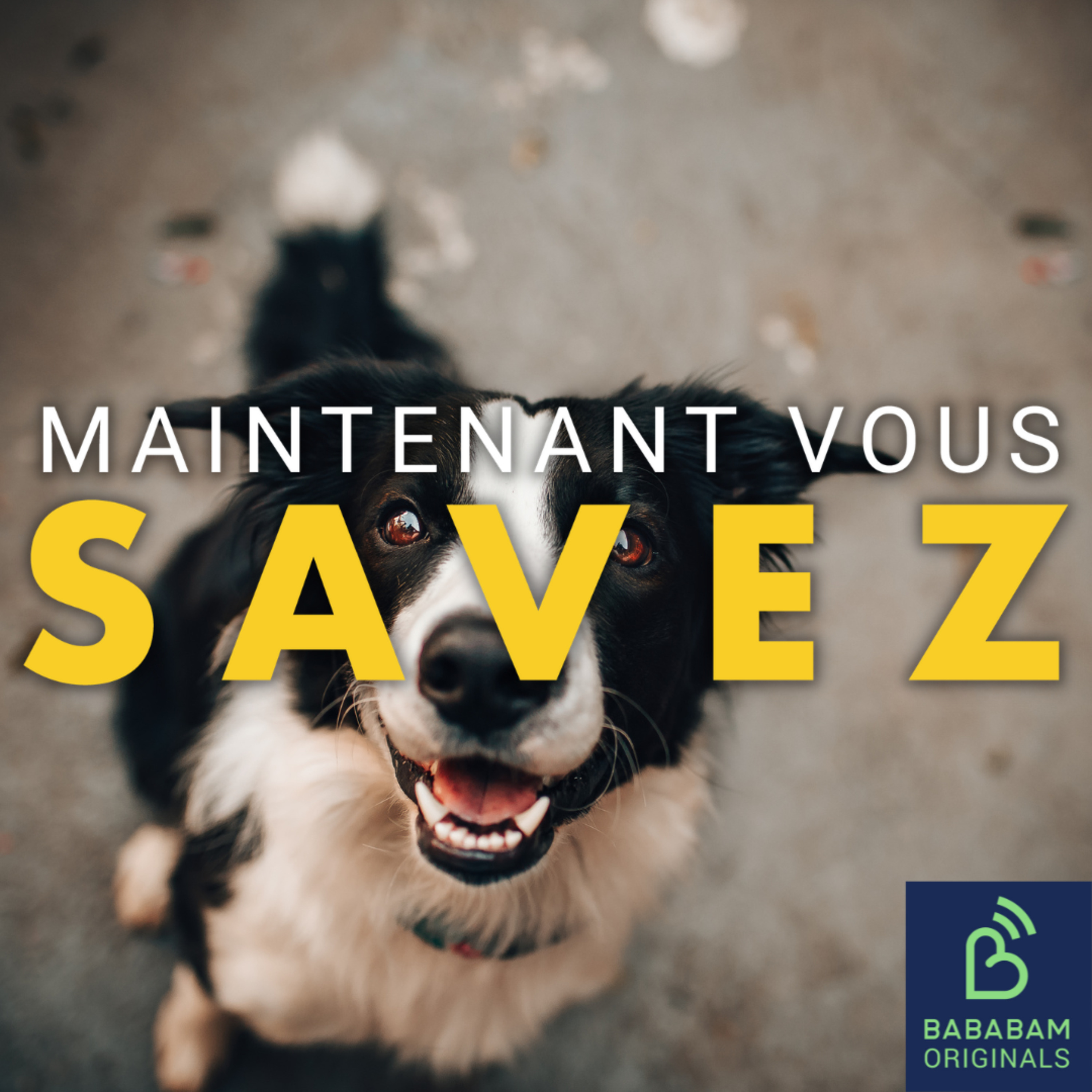 Les chiens voient-ils vraiment en noir et blanc ? 
