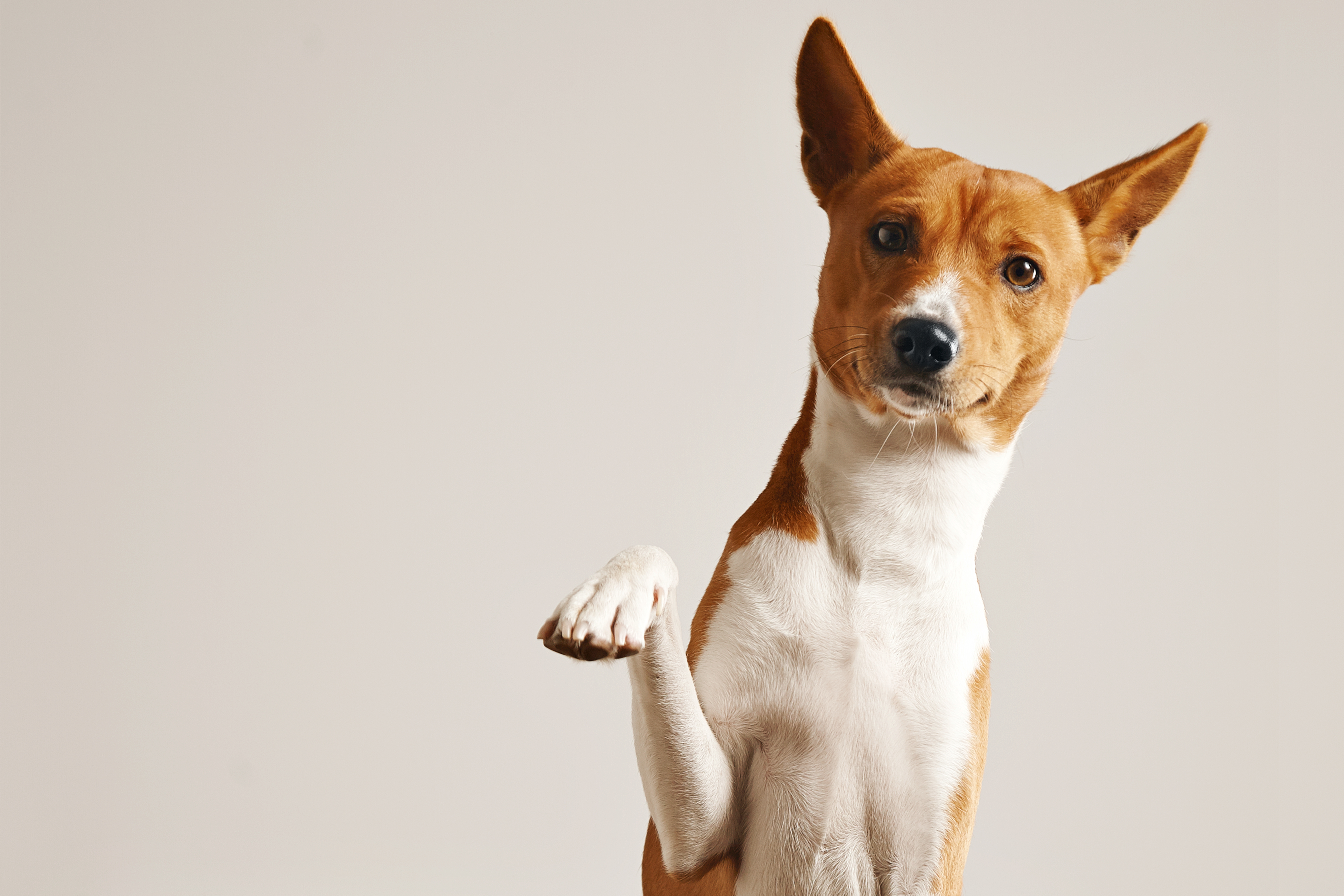 Capital paulista proíbe acorrentamento de cães e gatos; entenda a nova regra episode artwork