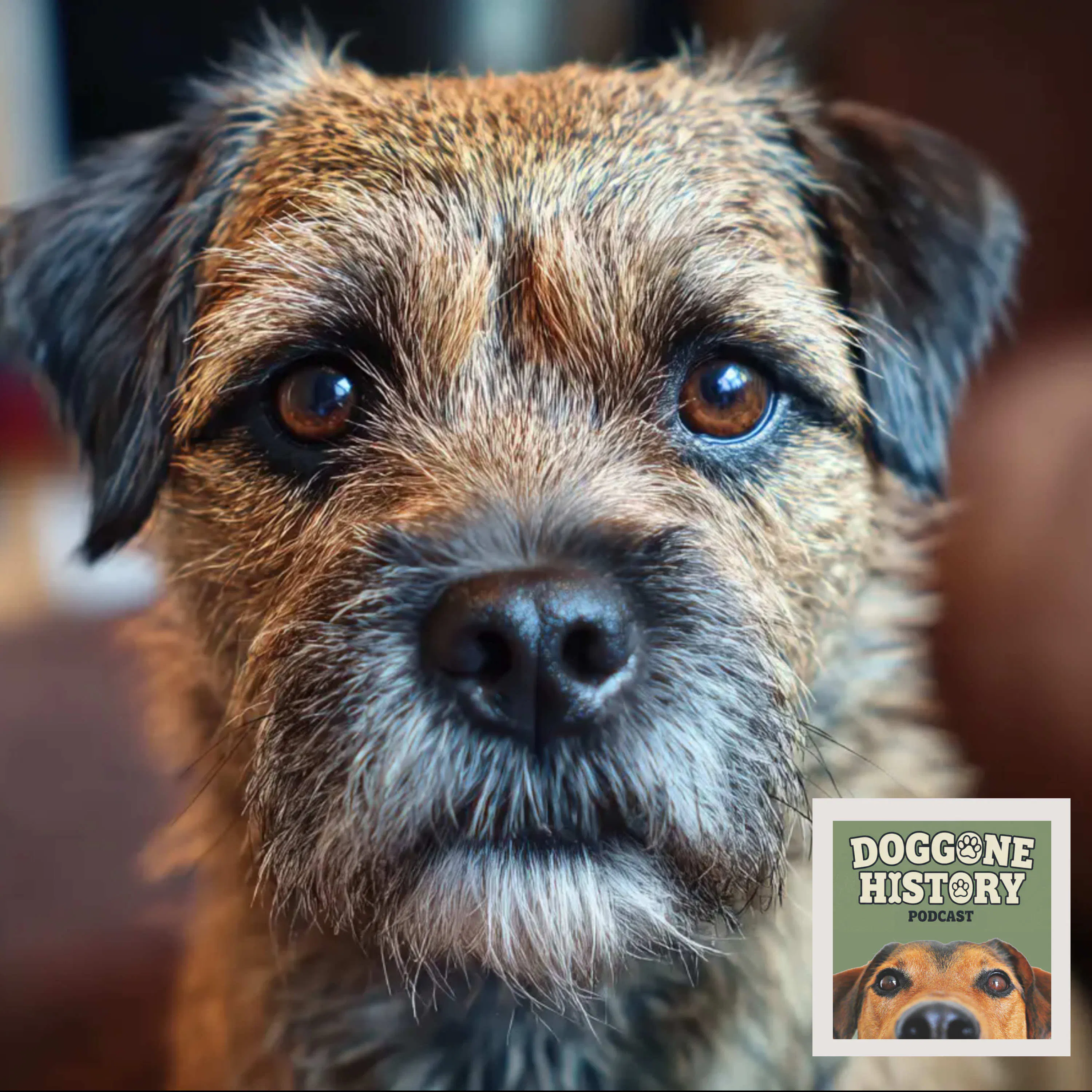 Border Terriers: The Lovable Workhorse episode artwork