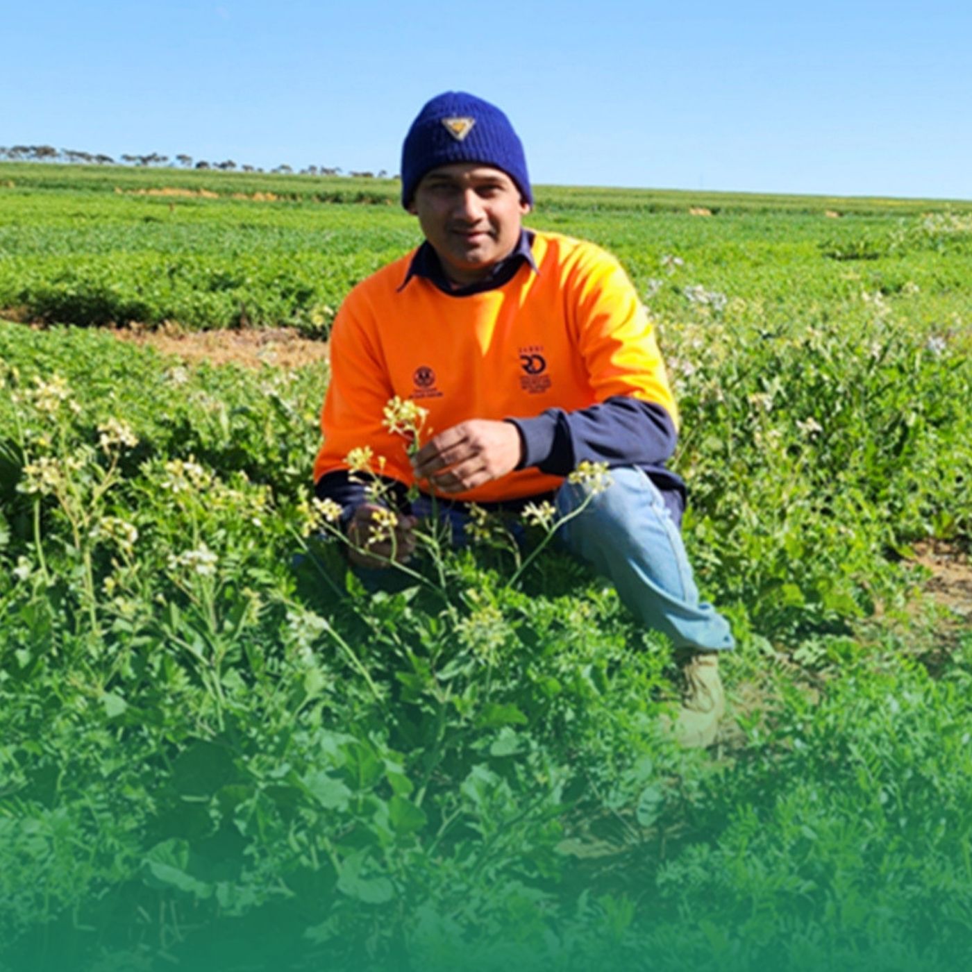 Herbicide safety and weed management in pulses