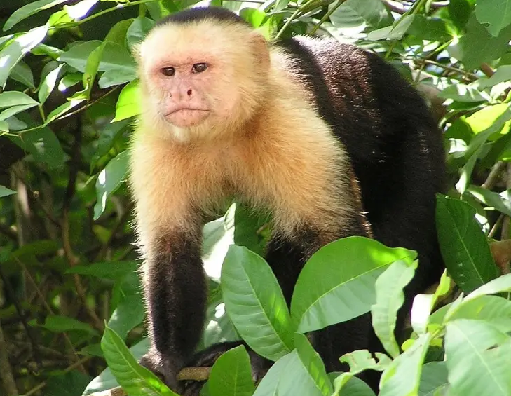 Fragile Future of Capuchin Monkeys
