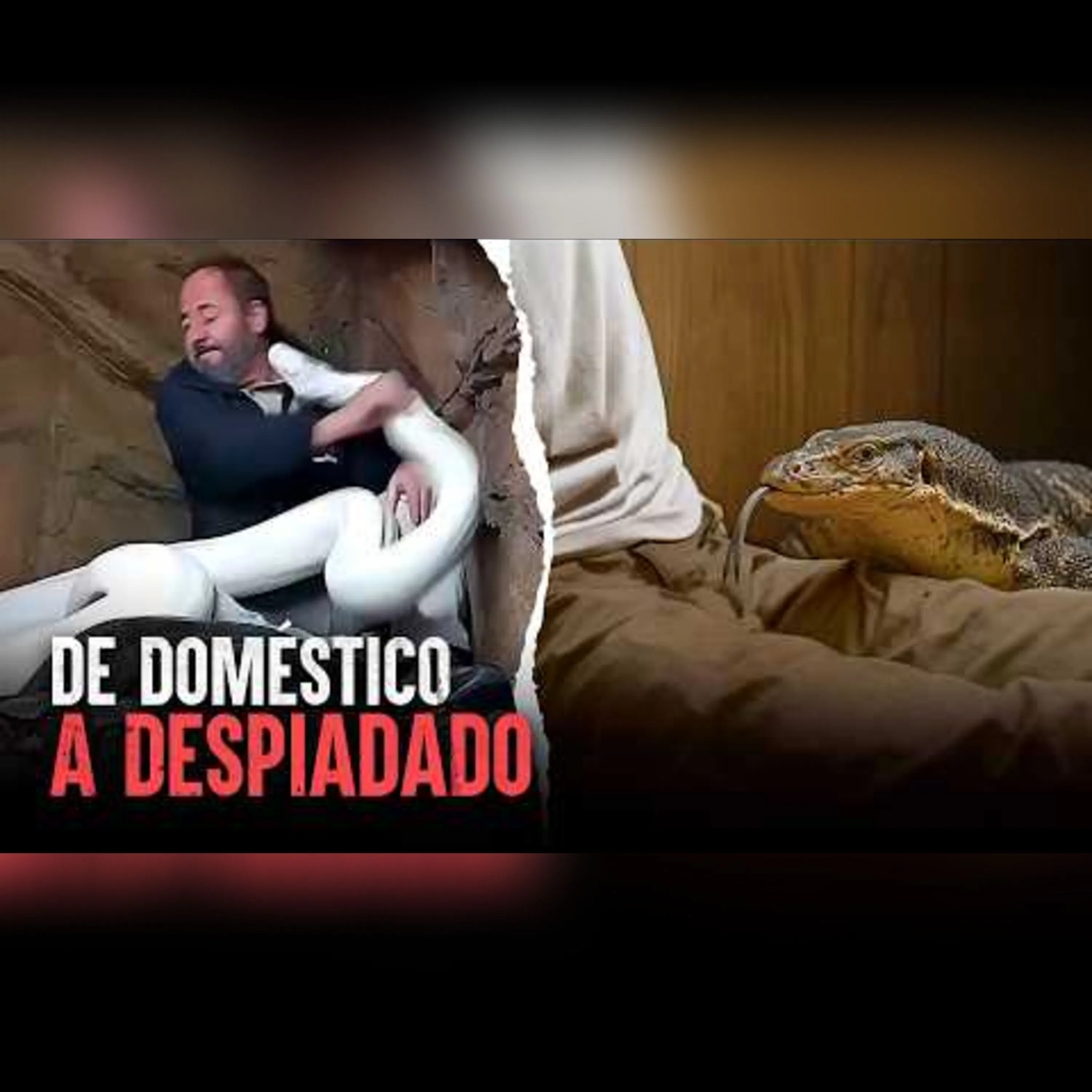 ¿Merecido o fatalidad? Cuando tener "mascotas" salvajes se vuelve tragedia episode artwork