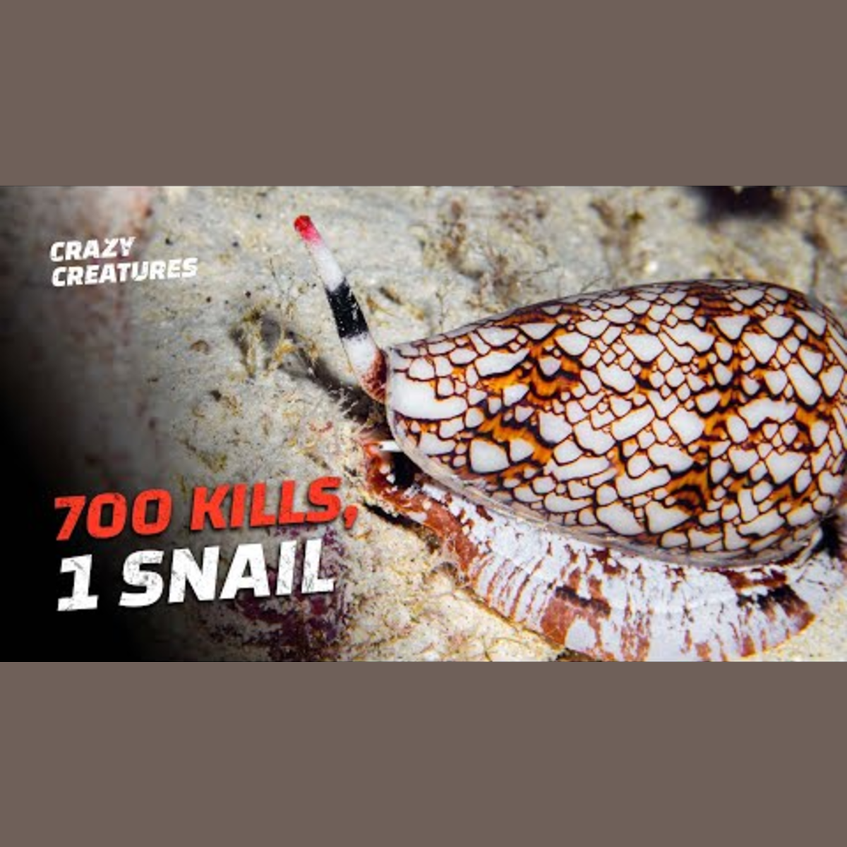 Discover the Planet's Most Lethal Creatures episode artwork