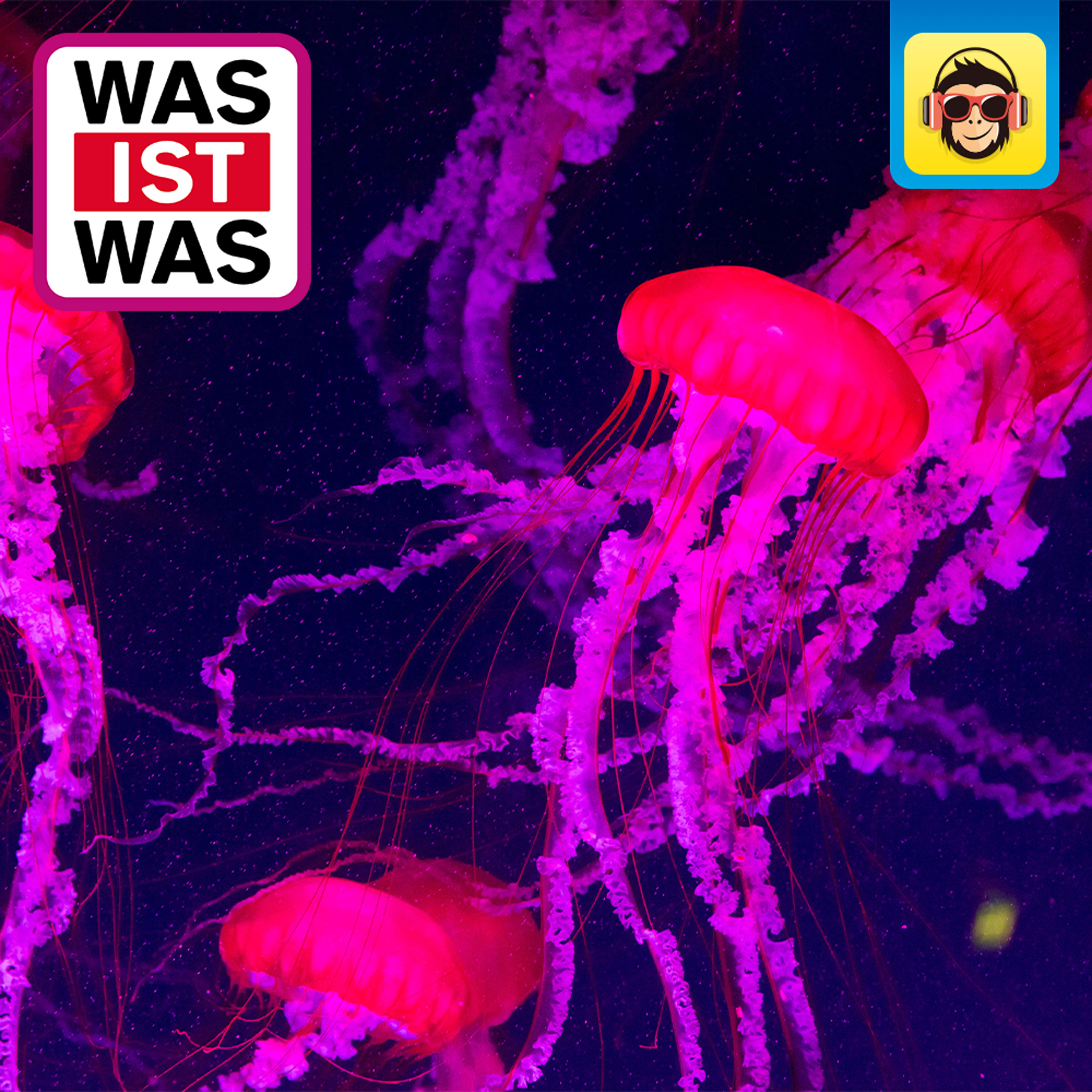 Quallen - alles nur Glibber?