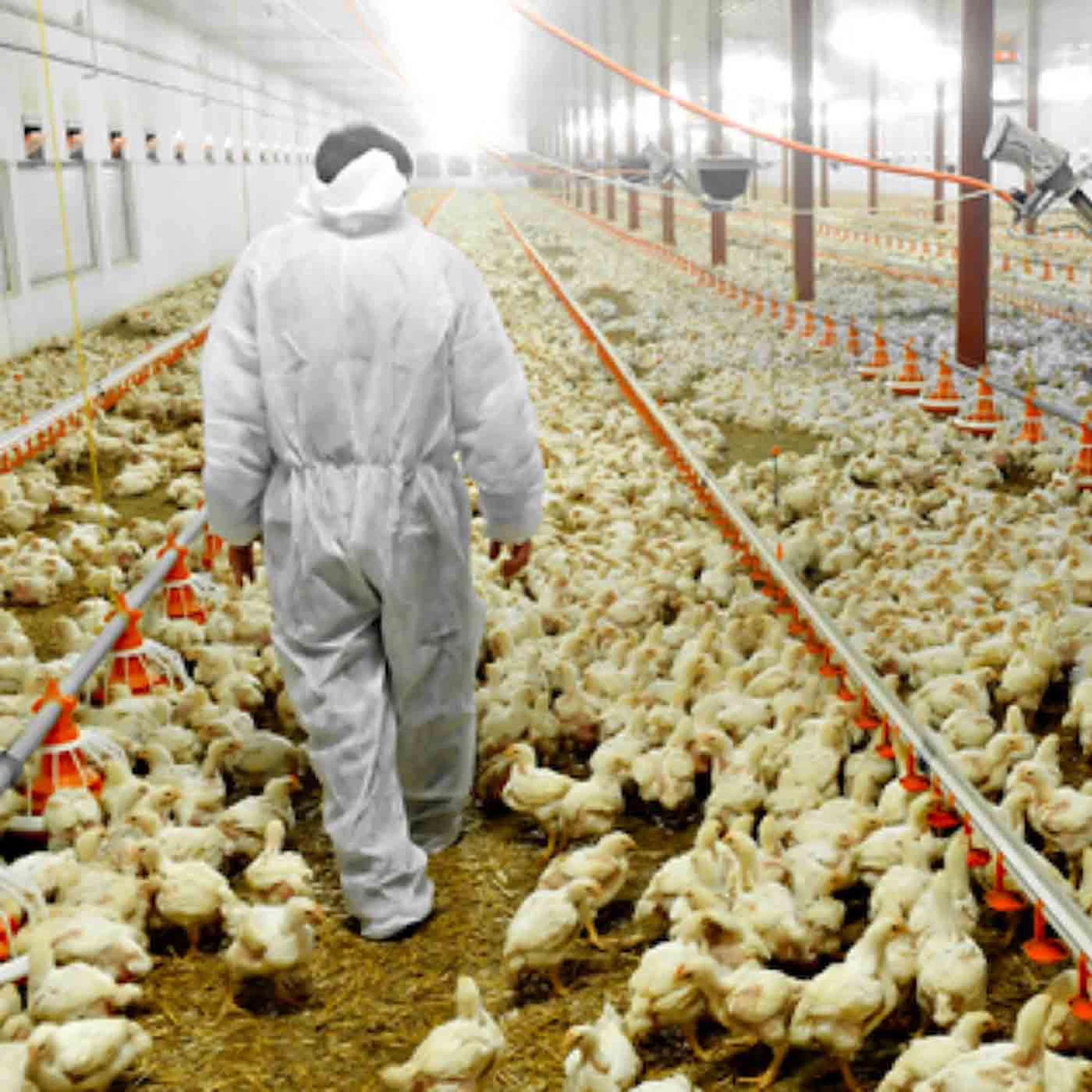 Qu'est-ce que la grippe aviaire ?