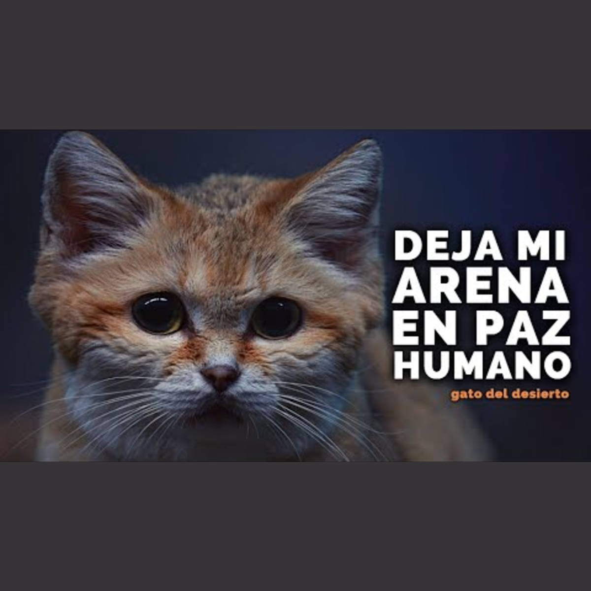 Animalogic En Español