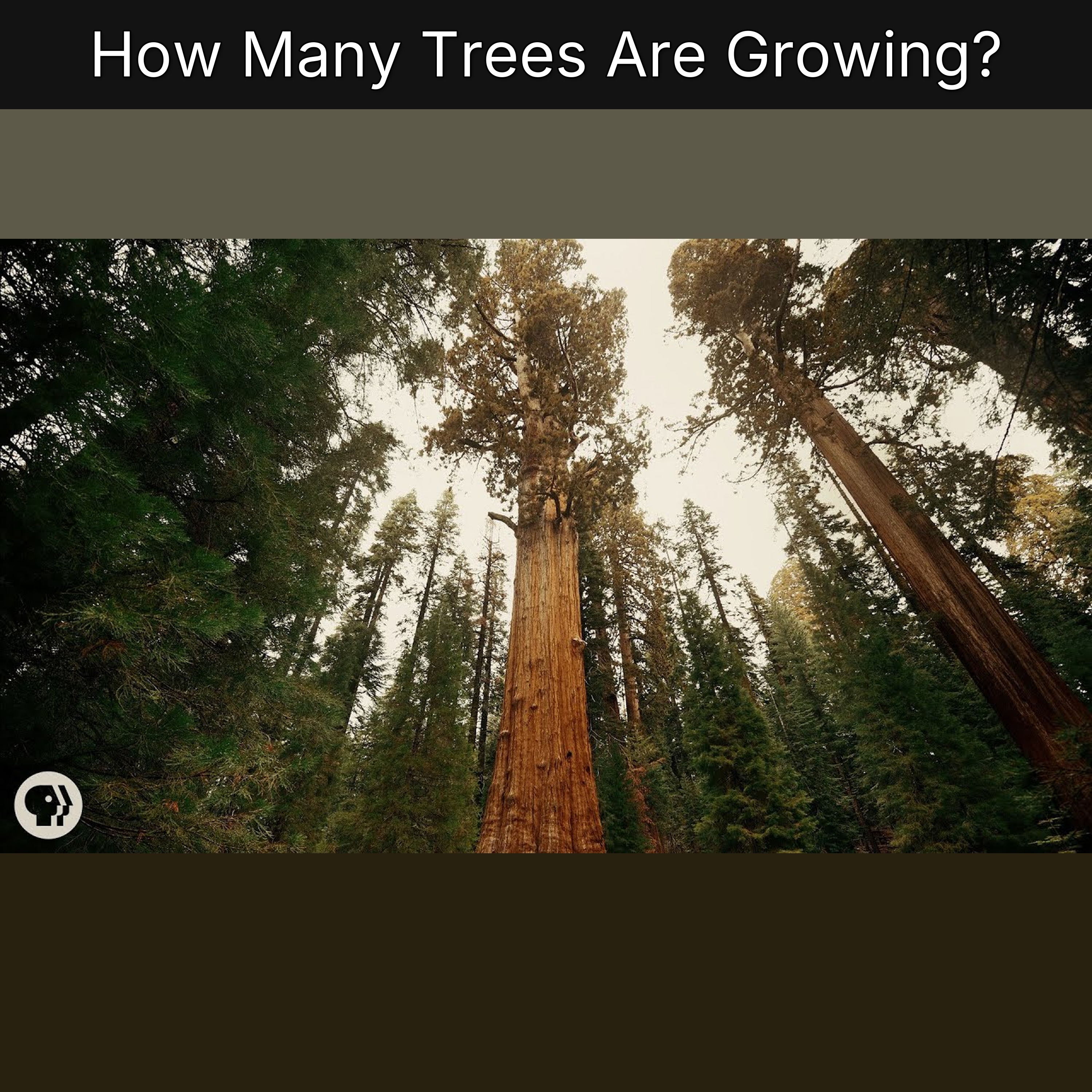 How Many Trees Are Growing? episode artwork