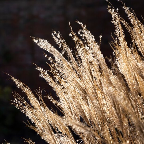 Rethinking rose pruning, self-sufficiency, and ornamental grasses