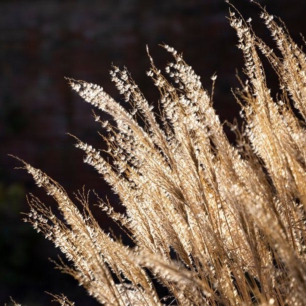 Rethinking rose pruning, self-sufficiency, and ornamental grasses Rethinking rose pruning, self-sufficiency, and ornamental grasses