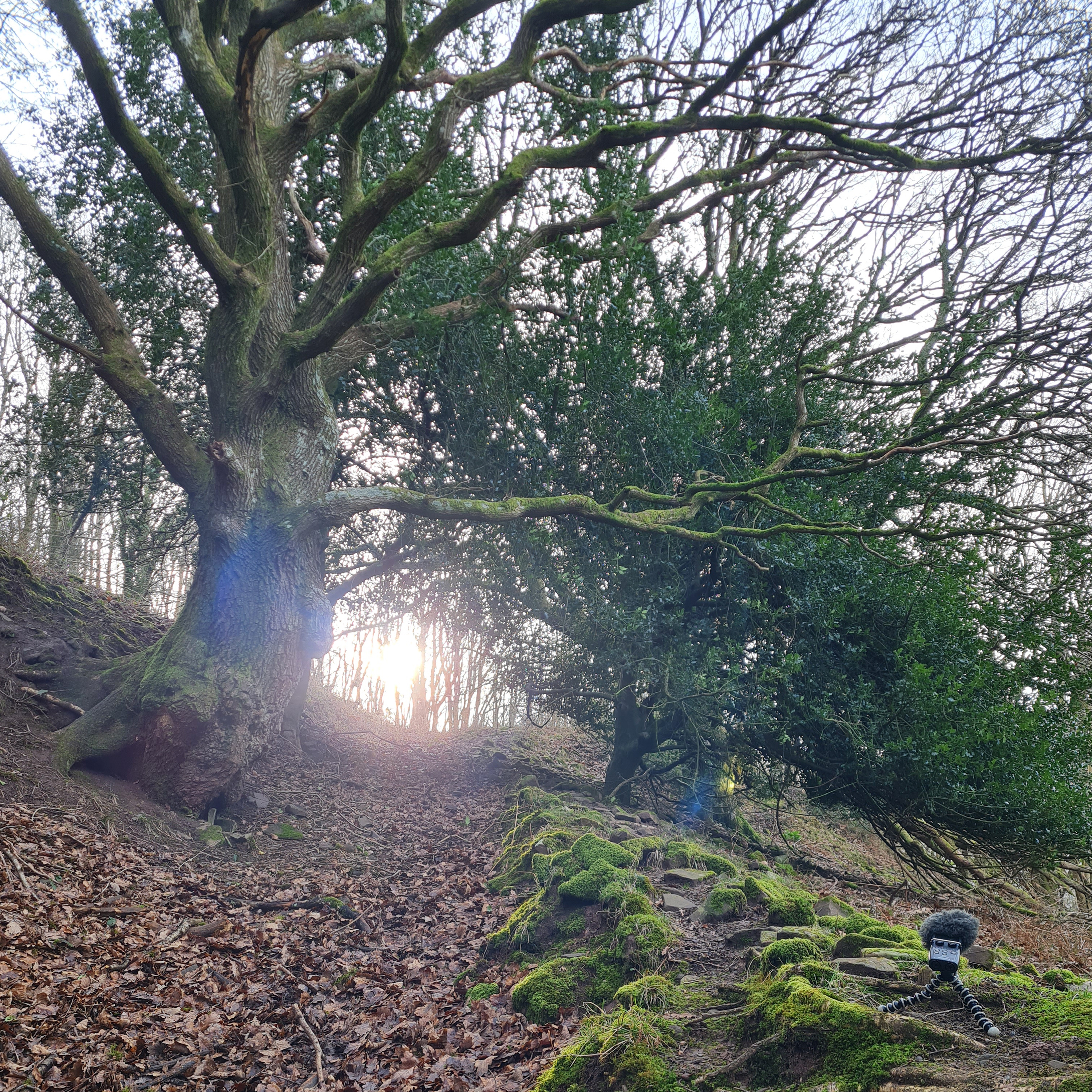 Sound Escape 159. Gorgeous woodland birdsong heralds the oncoming spring