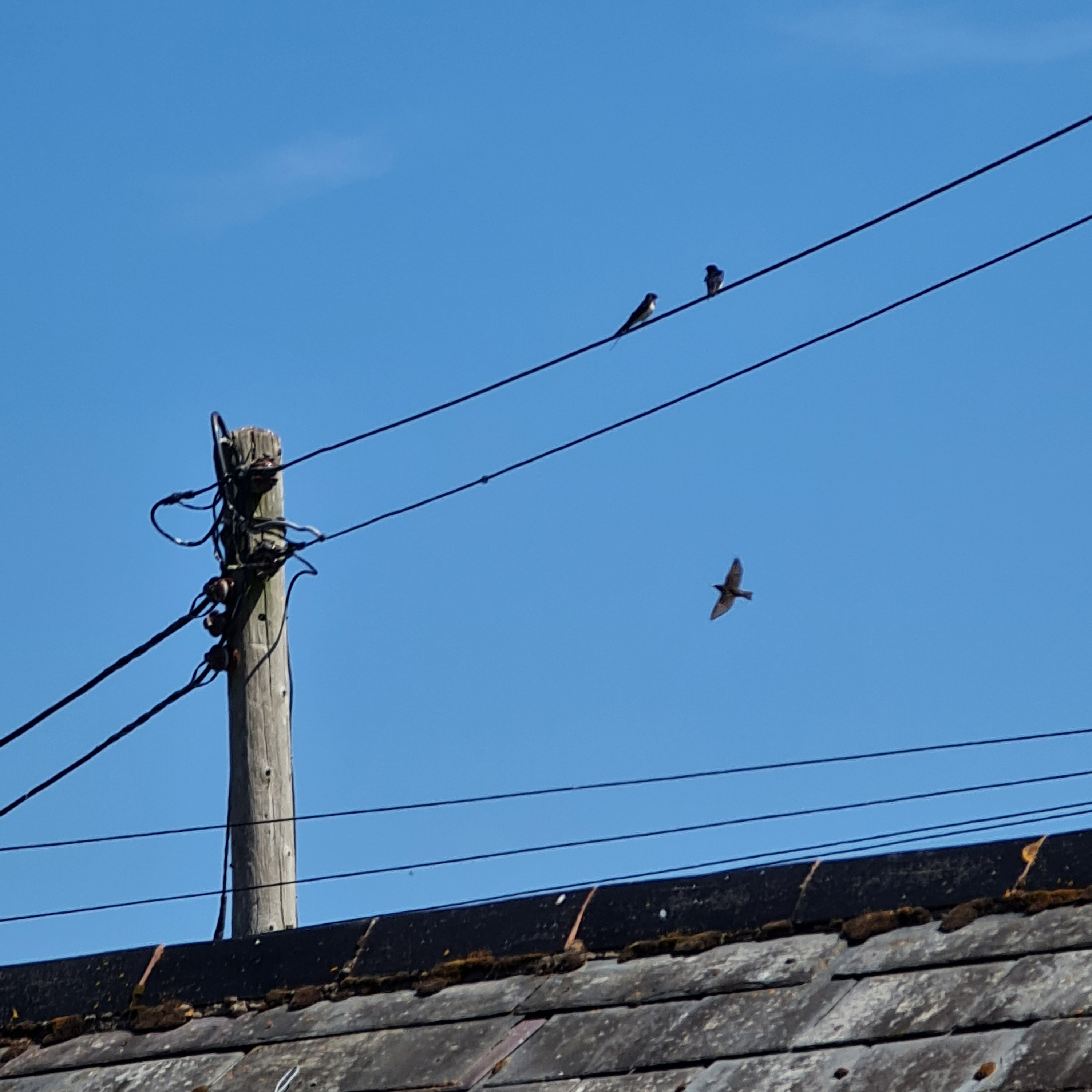 Sound Escape 222. Hear swallows chatter as they swoop over the farmyard