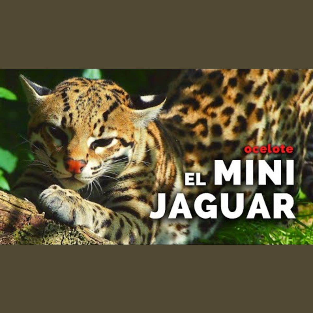 Animalogic En Español