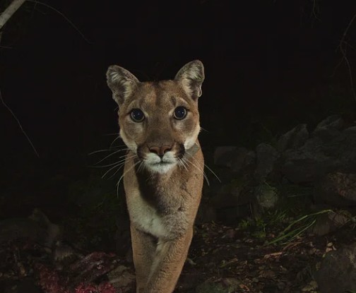 Florida Panther Fighting For Survival