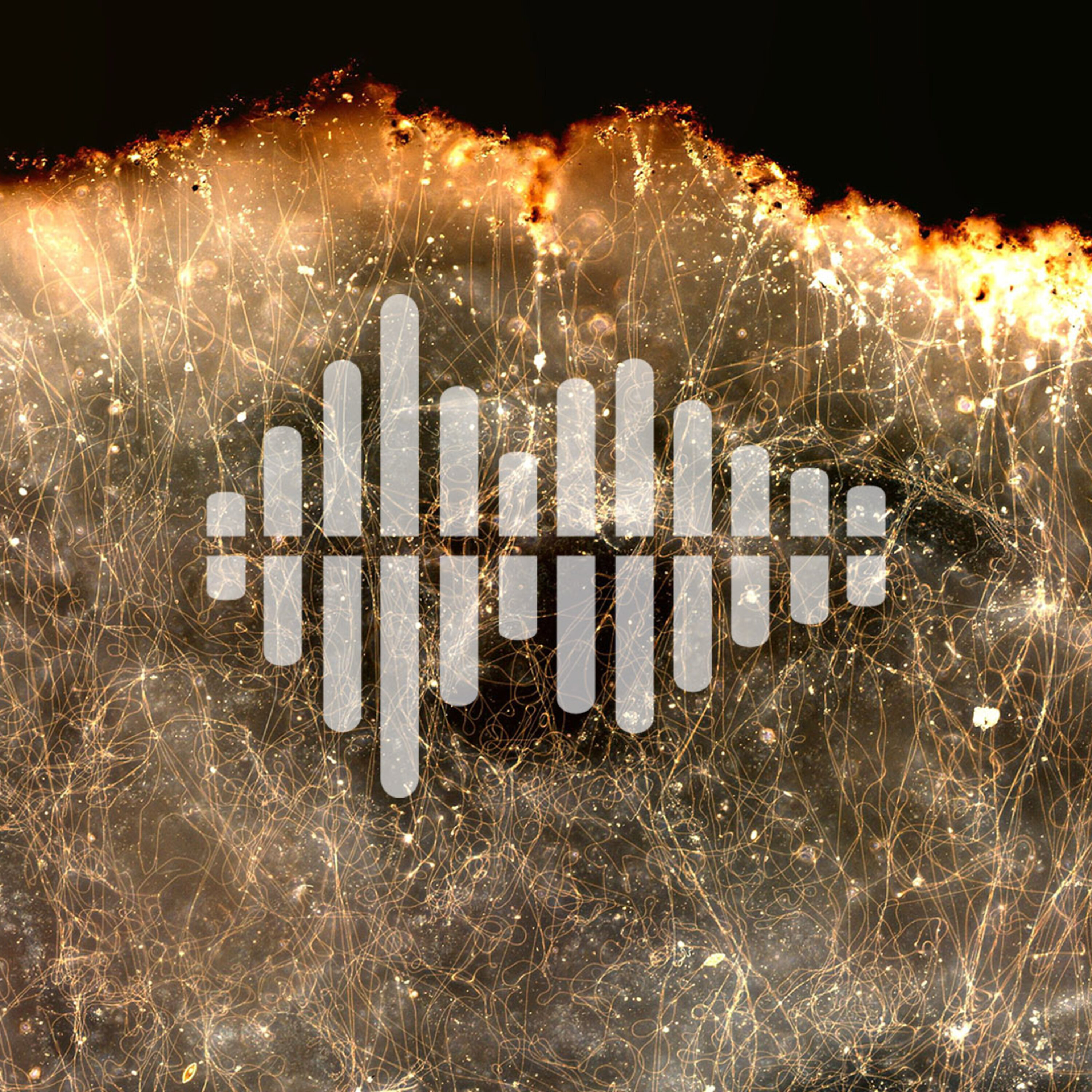 Wildlife behavior during a global lockdown, and electric mud microbes