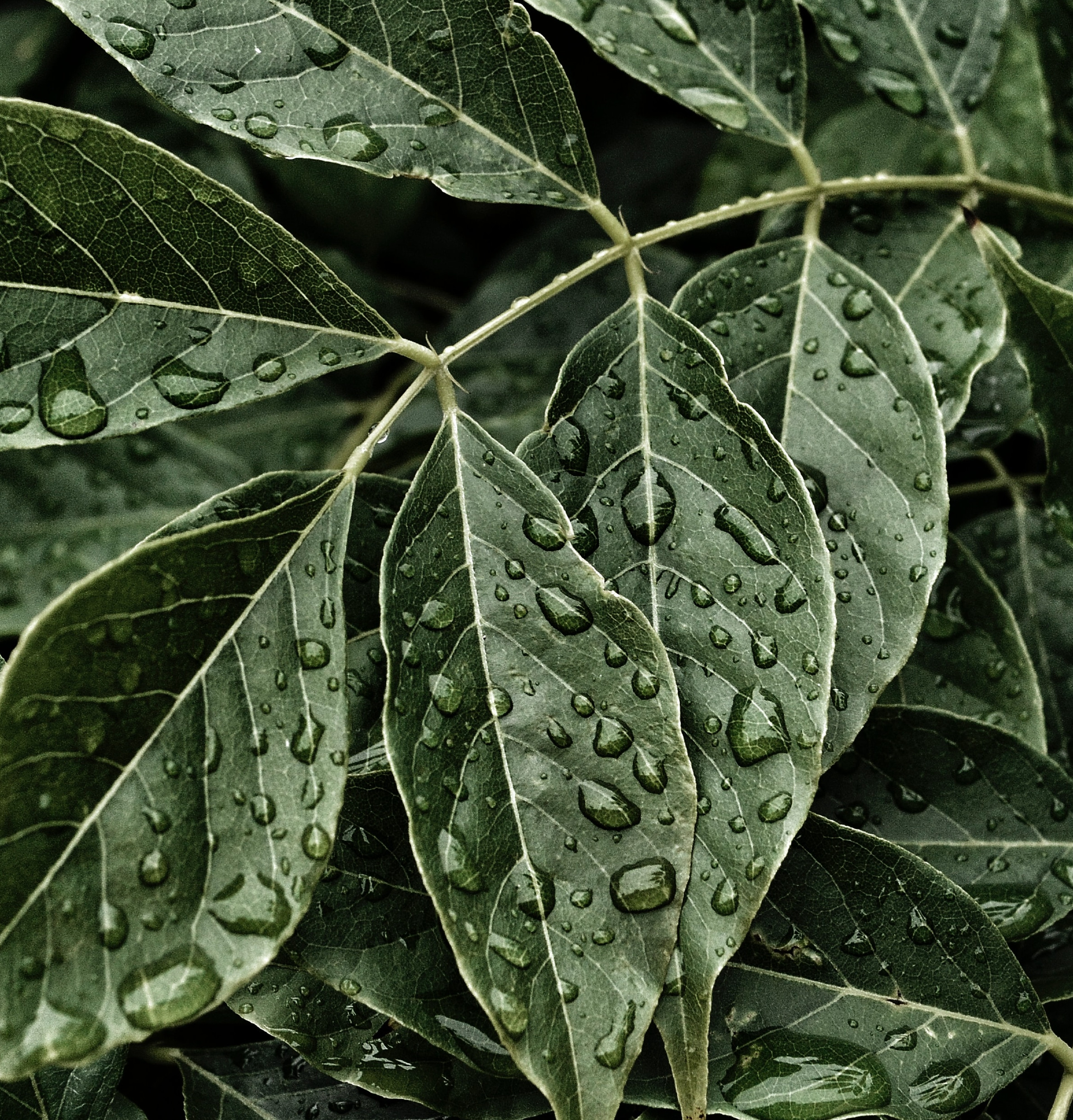 Heavy Rain Drops on Leaves: 3-Hour Soothing Rain Sounds for Blissful Sleepiness