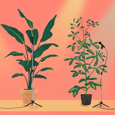 canvas plant Bloom Where God Plants You - Flower Canvas Art main image 1