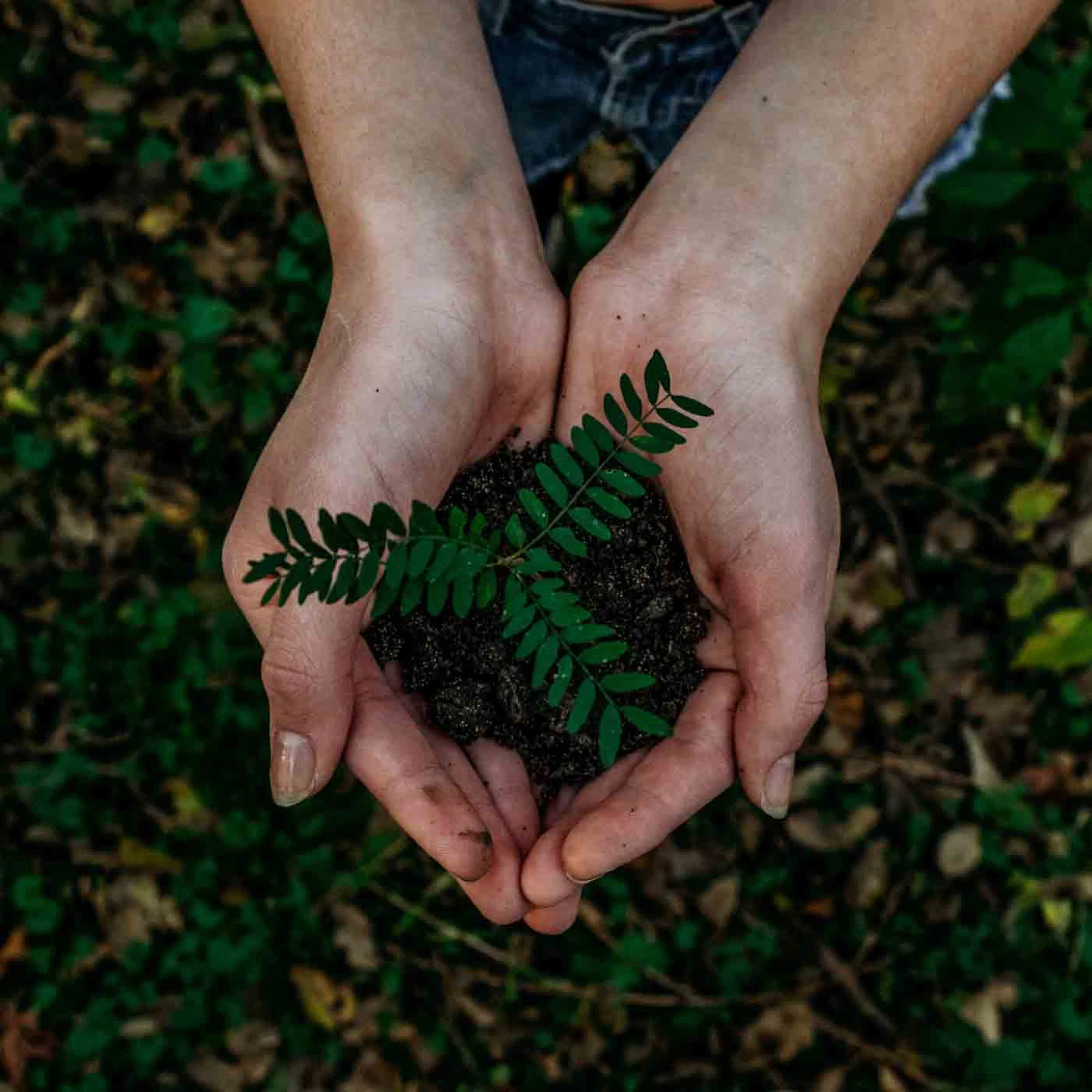 Qu'est-ce qu'une micro-forêt ?