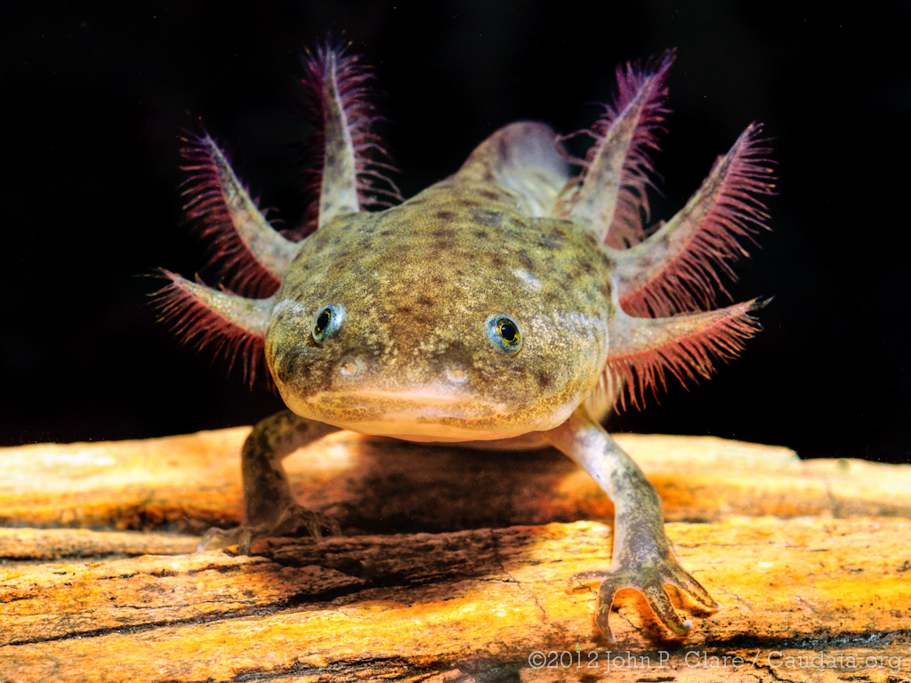 Axolotl: Mysteries of Regeneration