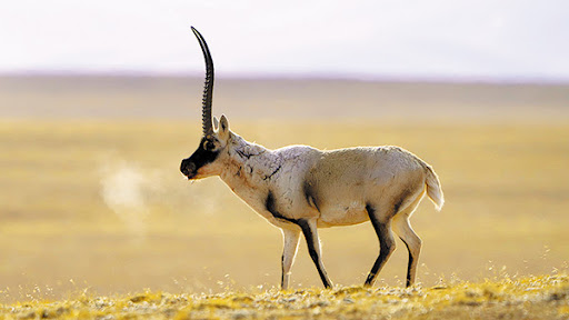 Traveling with Tibetan Antelope