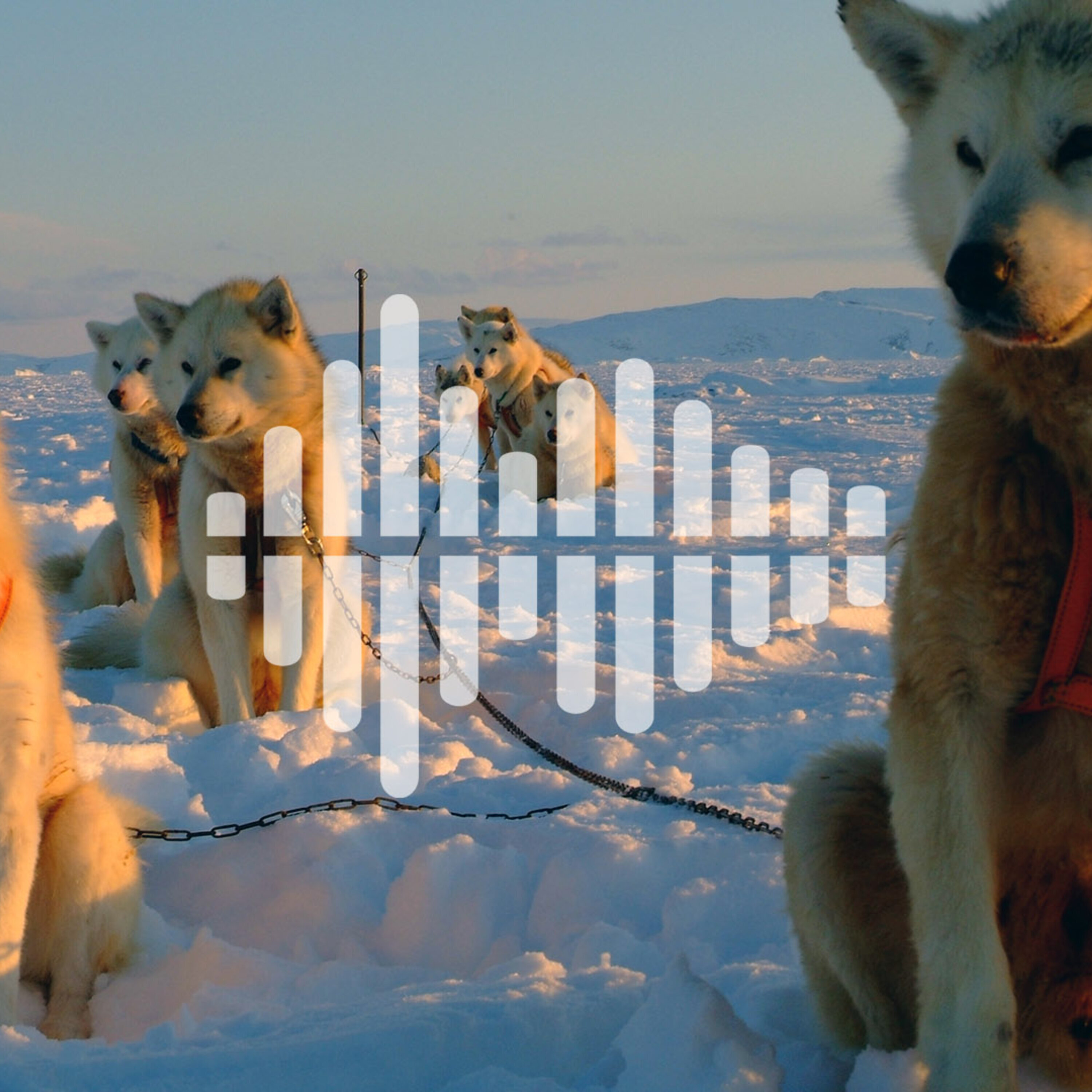 Stopping the spread of COVID-19, and arctic adaptations in sled dogs