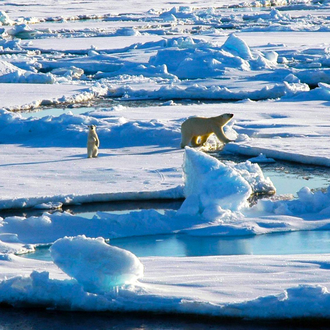 Dining at the Top of the World: Arctic Adaptation, Abundance, and...Ice Cream