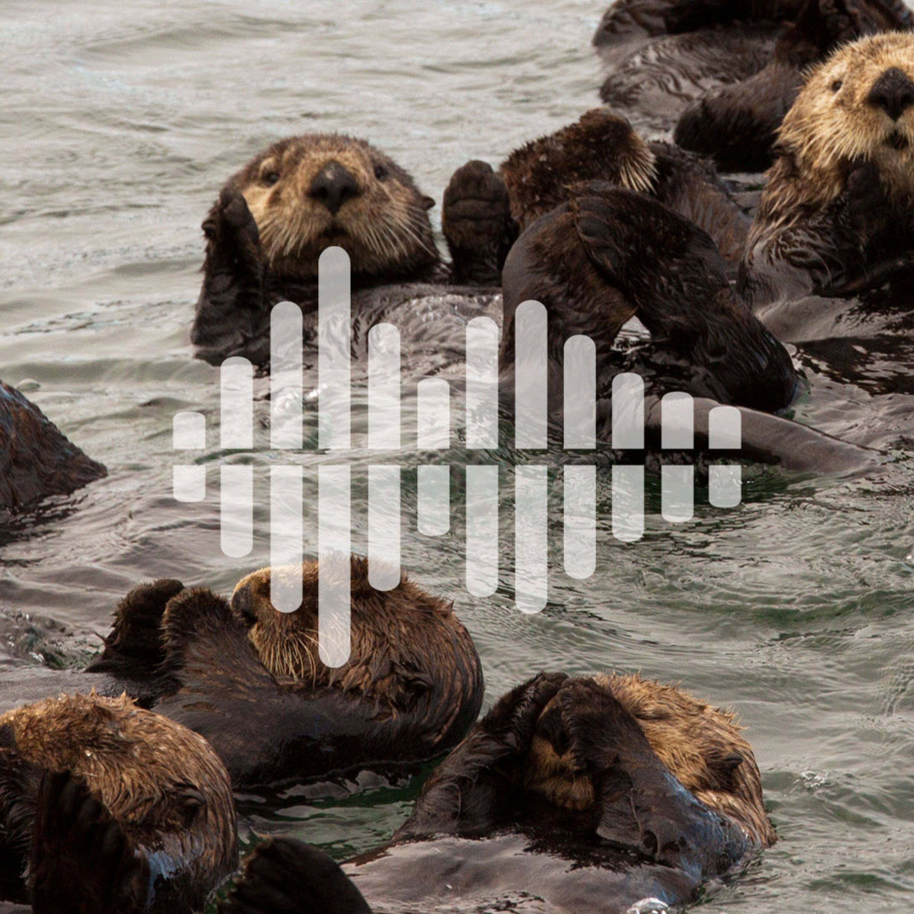 The facts on COVID-19 contact tracing apps, and benefits of returning sea otters to the wild