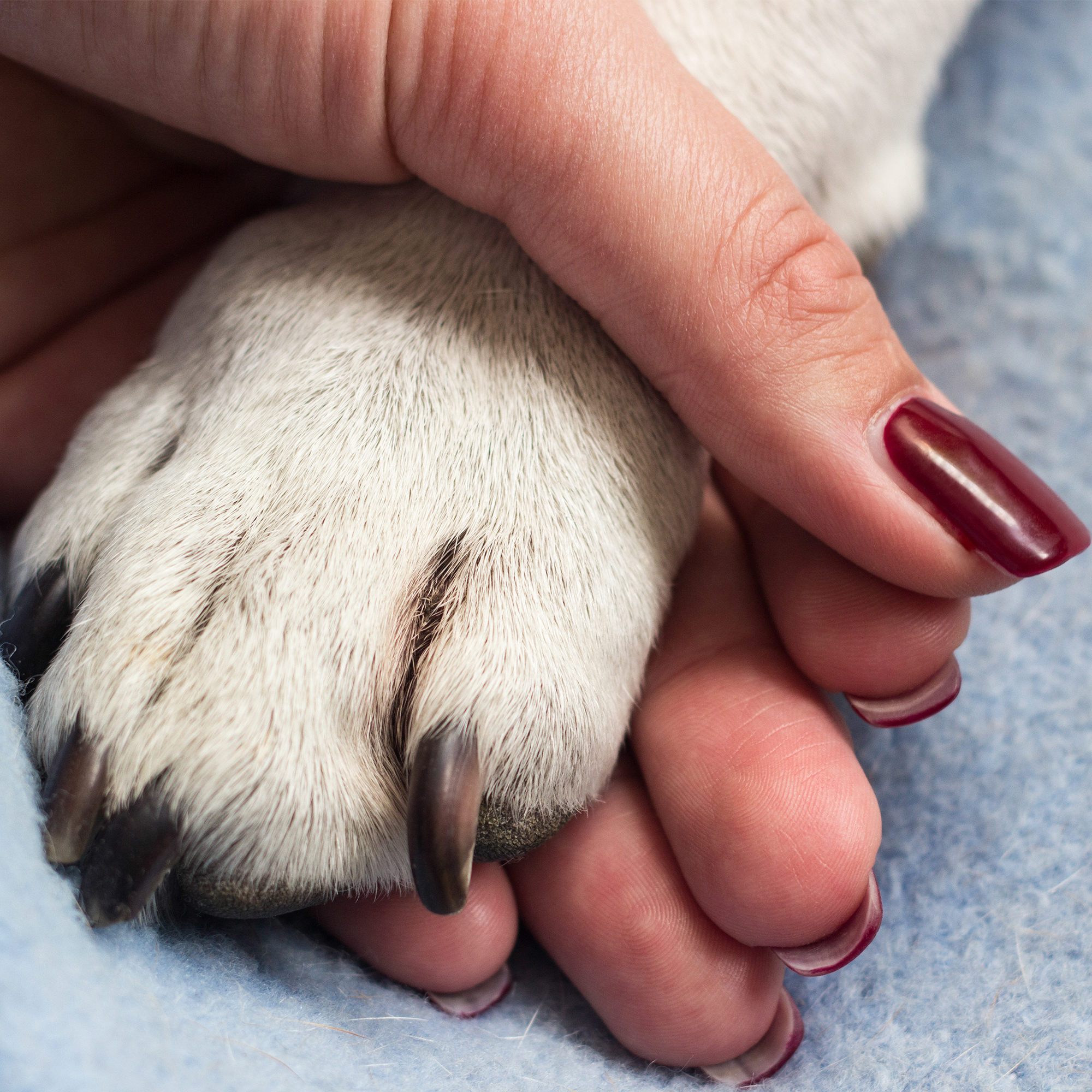 Thumbnail for "Chester".