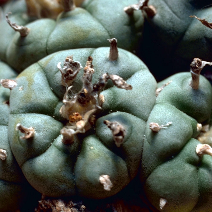 The Politics of Psychoactive Plants: Religious Freedom, Shamanism and Sacred Plants