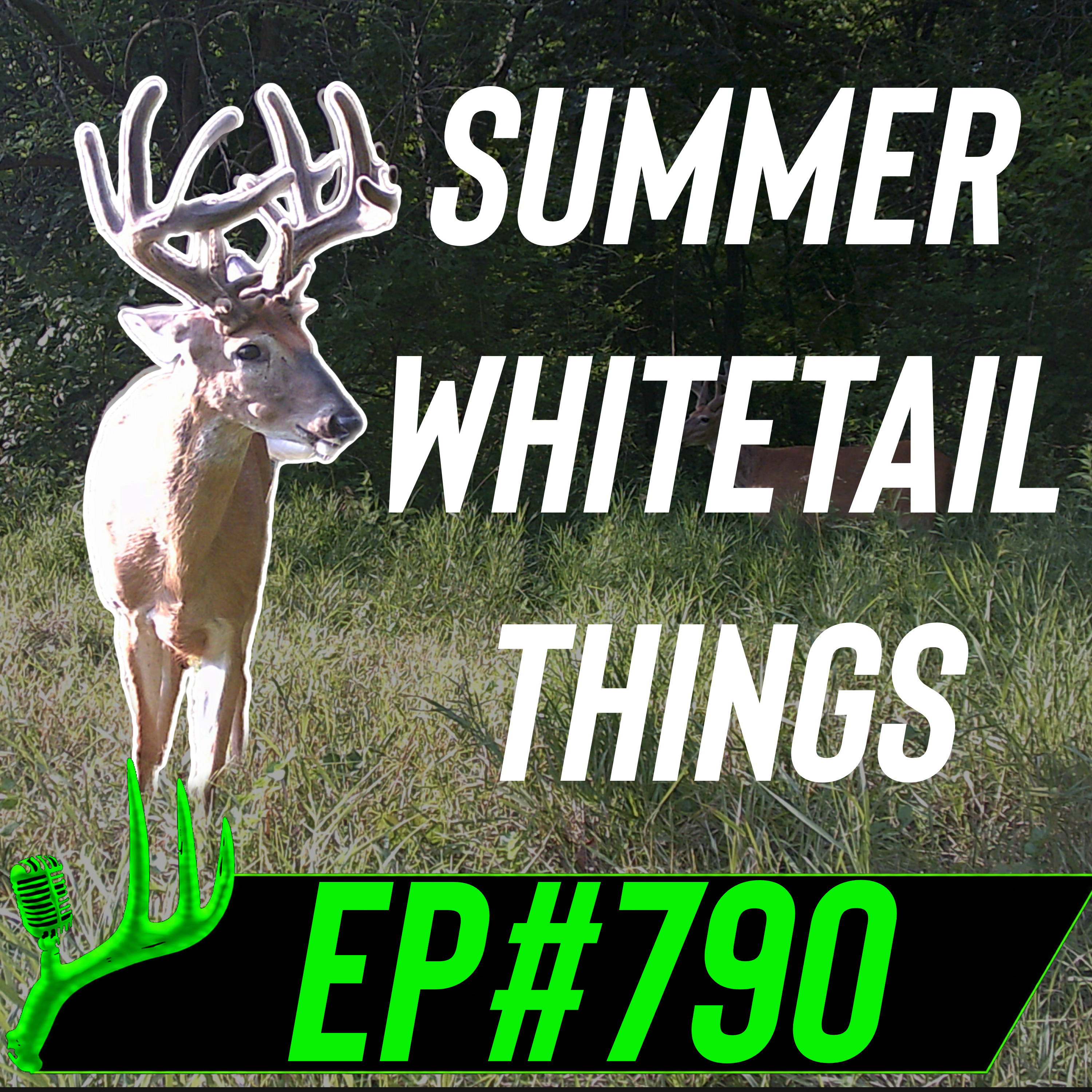 790 Summer Whitetail Things episode artwork