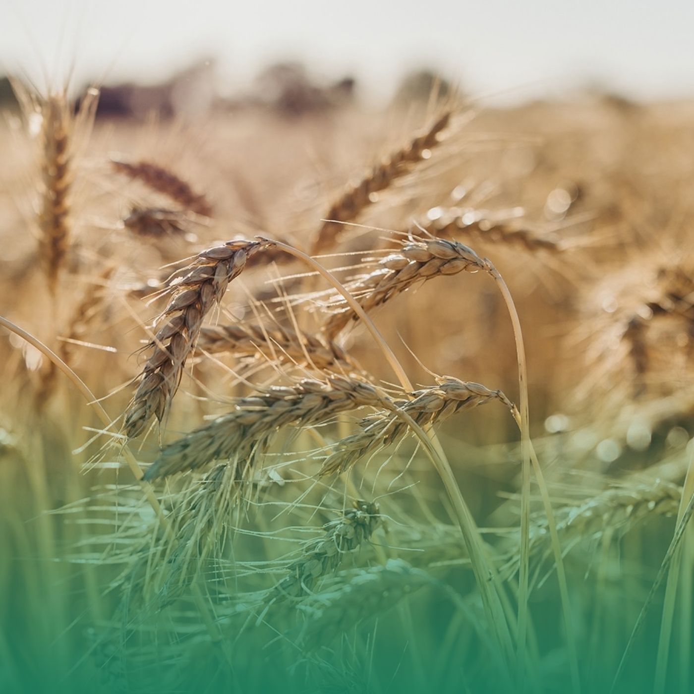 NVT new variety series 2026 - wheat