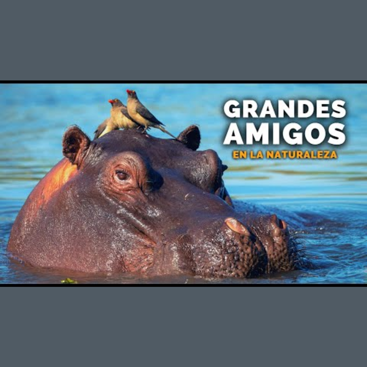 Animalogic En Español