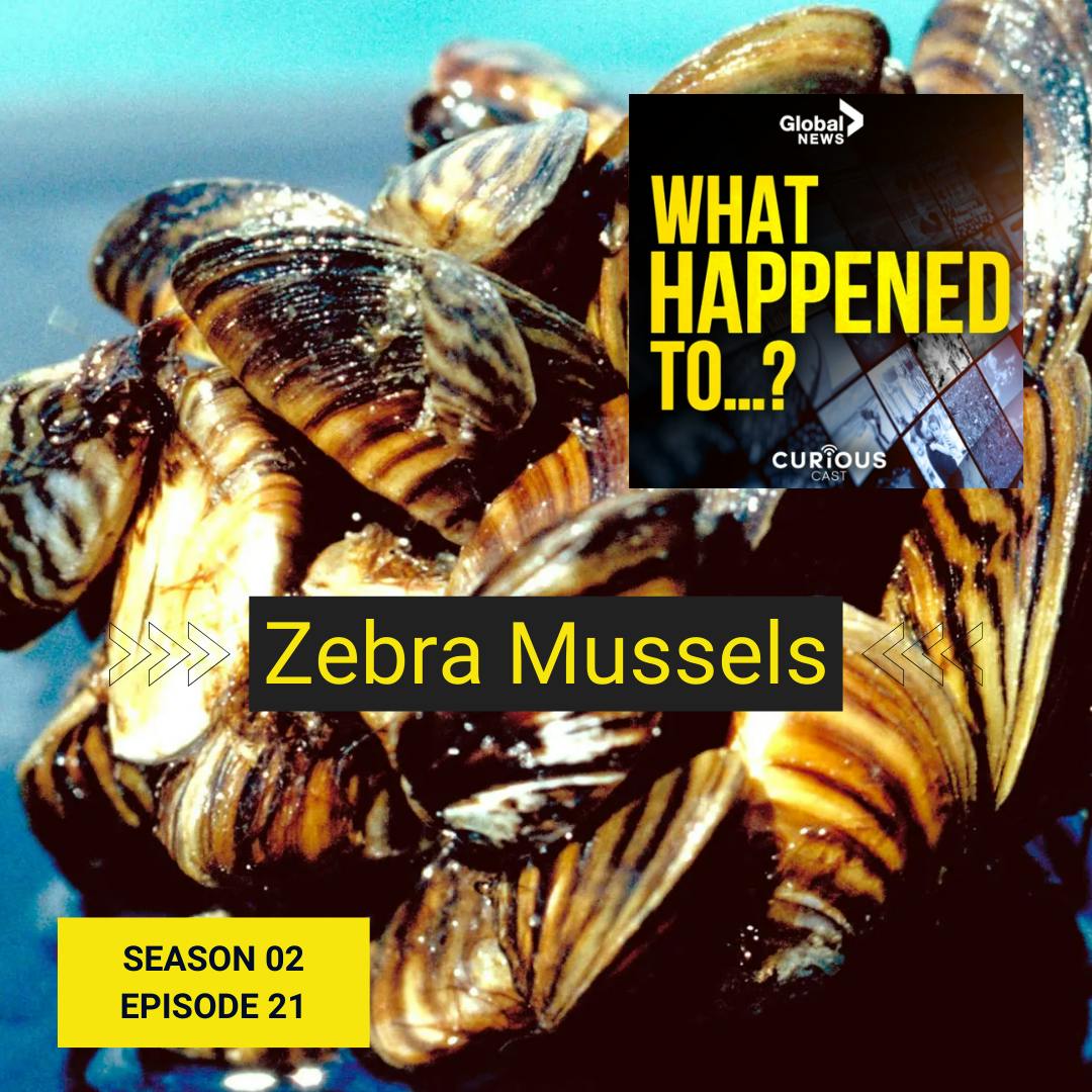 Zebra Mussels | 21