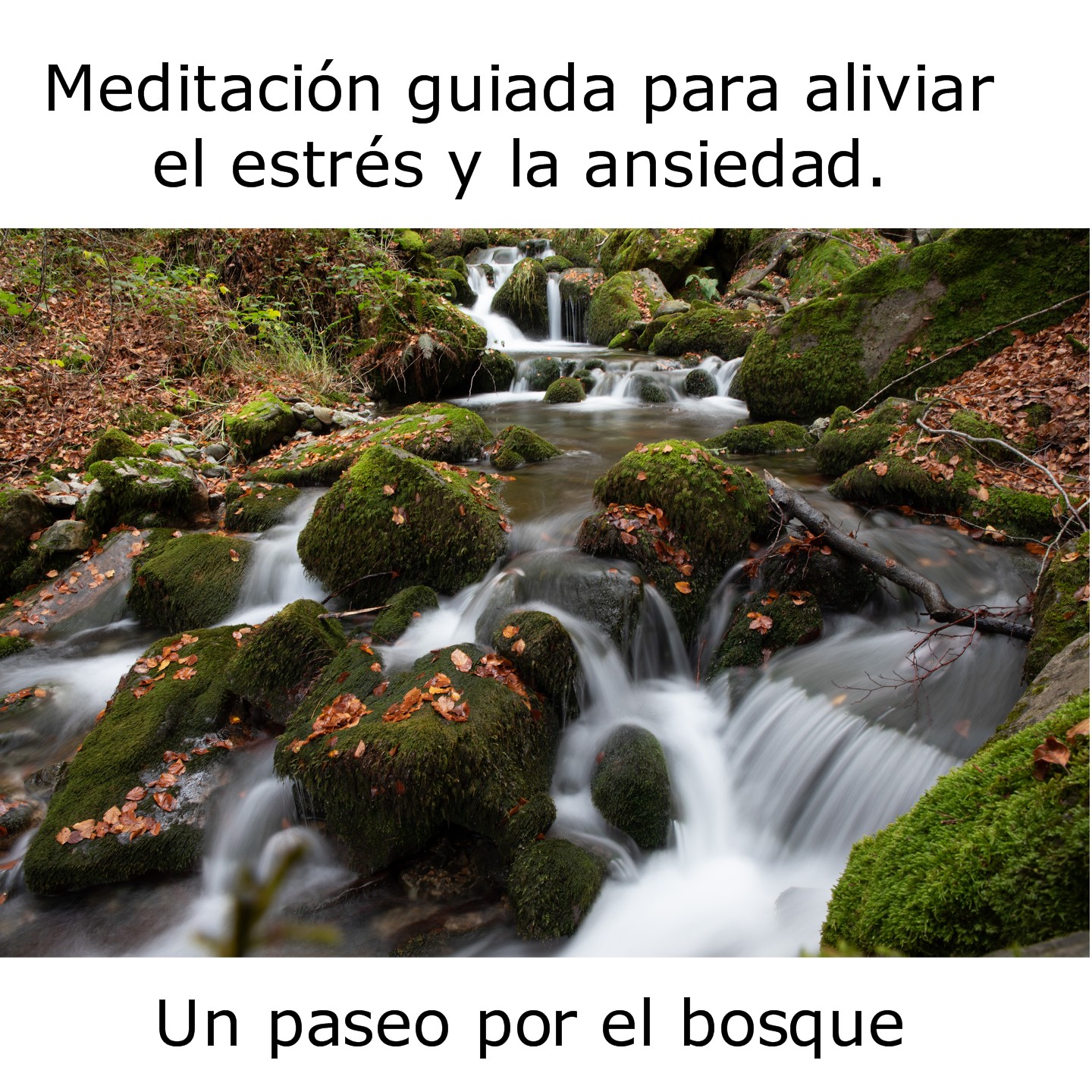 MEDITACIÓN PARA REDUCIR TUS NIVELES DE ESTRÉS Y ANSIEDAD. UN PASEO POR EL BOSQUE episode artwork