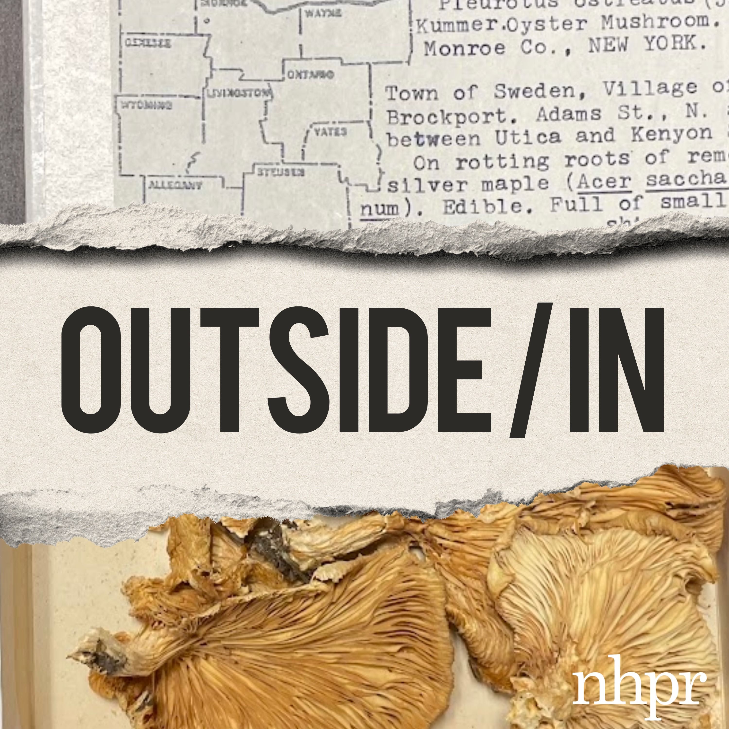 Taxonomy's 200-Year Mistake artwork