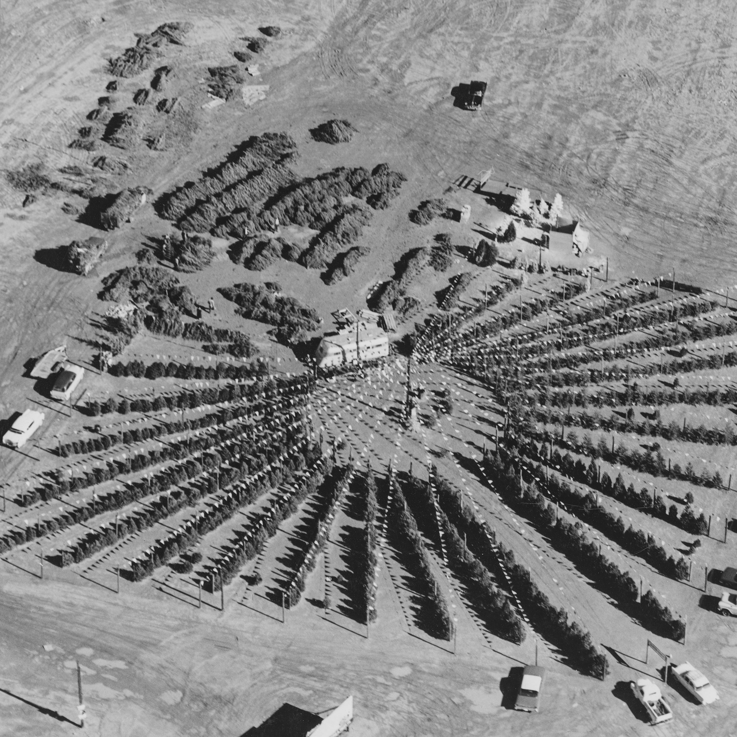 REMEMBERING TIM MITCHELL’S CHRISTMAS TREES