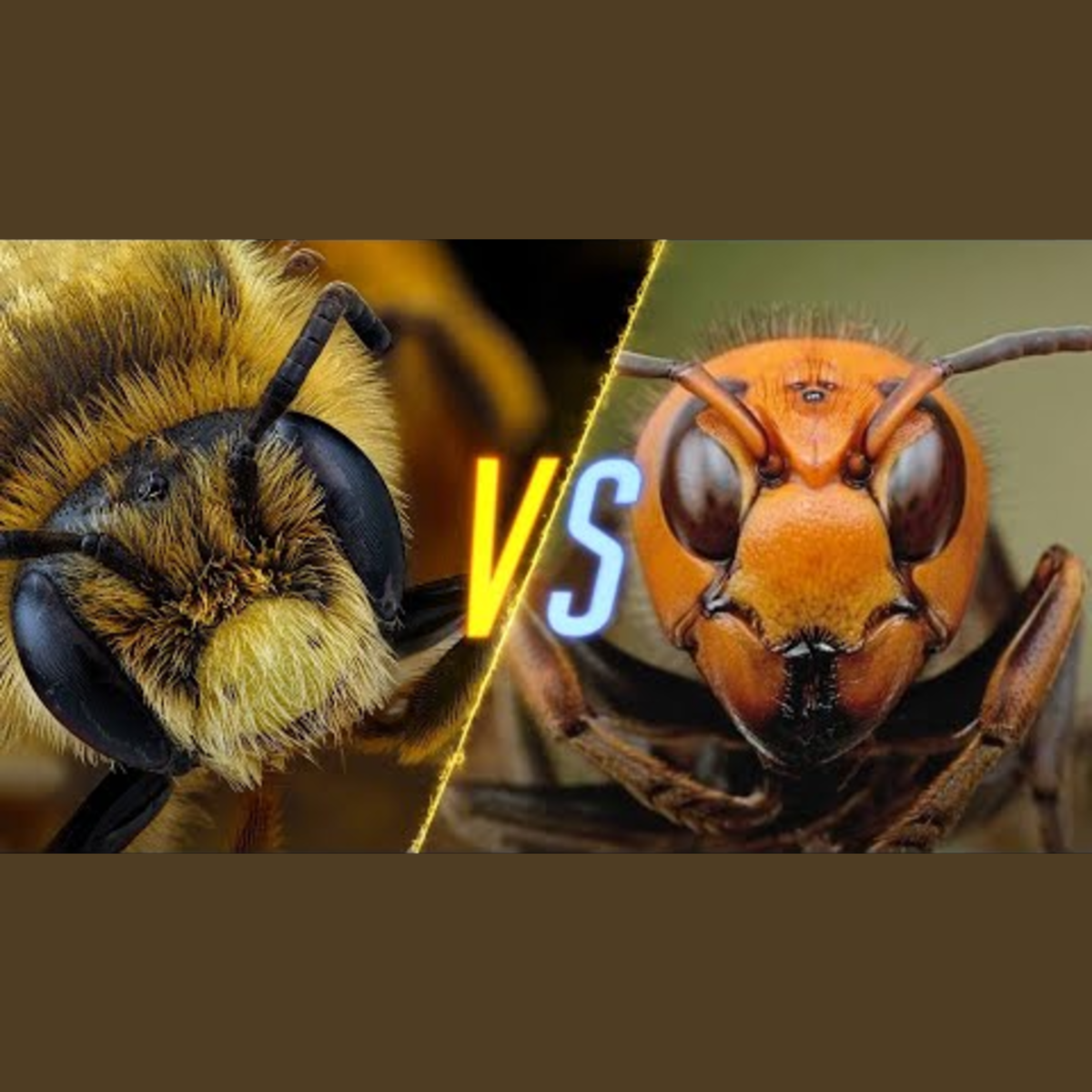 Murder Hornets vs. Bees episode artwork