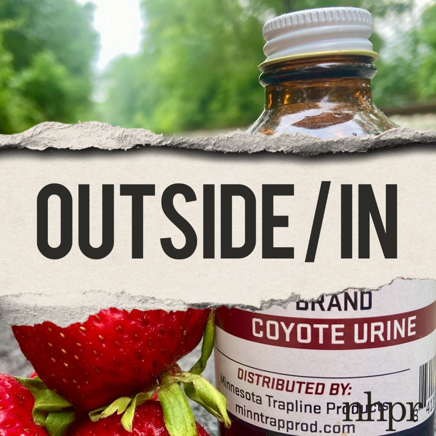 People are buying coyote urine. Where does it come from? artwork